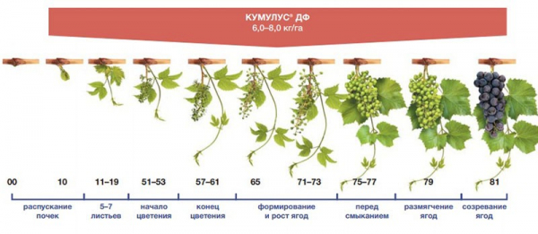 Инструкция фунгицида Кумулус для борьбы с грибковыми болезнями сада и виноградника